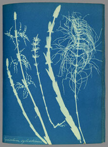 Un ejemplo del trabajo de Atkins, de su libro de 1854, Wood Horsetail, Ver información del autor: Dominio público Por Anna Atkins woodhorsetail cyanotype.jpg